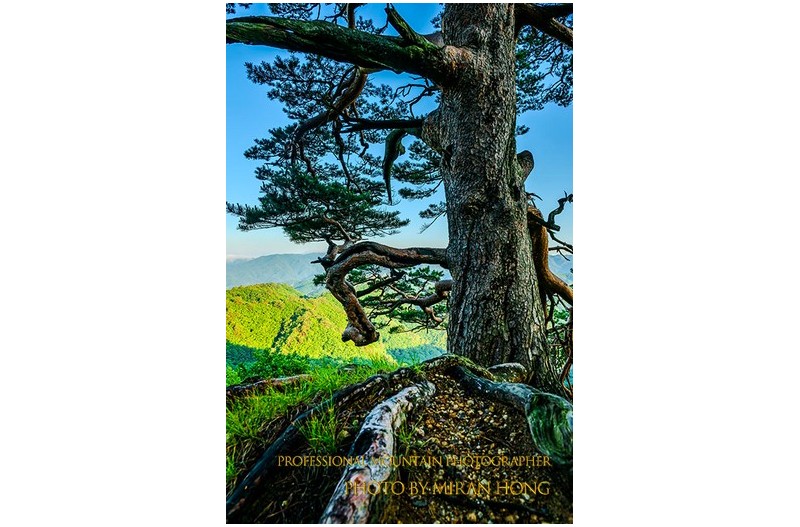 PHOTO BY HONG_MI_RAN  | NIKON Z 8  | 2023:06:16 05:54:35  | ISO-200 | 1/160 sec | f 8 | 24 mm | EV=0 | ● WIDTH:512 pixels  HEIGHT:768 pixels