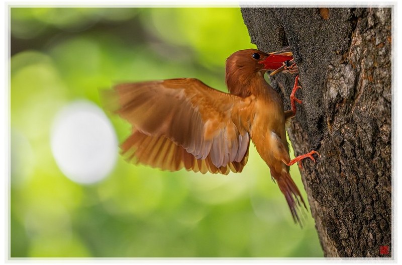 PHOTO BY  | NIKON Z 9  | 2024:07:05 10:06:50  | ISO-8000 | 1/800 sec | f 5.6 | 840 mm | EV=1.3 | ● WIDTH:1500 pixels  HEIGHT:1000 pixels