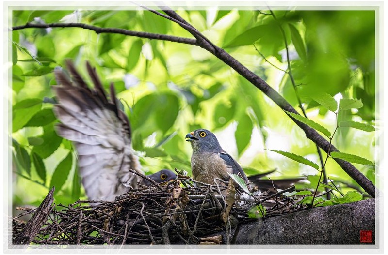 PHOTO BY  | NIKON Z 9  | 2024:07:06 09:50:10  | ISO-2500 | 1/400 sec | f 5.6 | 840 mm | EV=2 | ● WIDTH:1500 pixels  HEIGHT:996 pixels