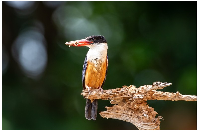 PHOTO BY  | NIKON D3S  | 2013:07:01 14:47:22  | ISO-1000 | 1/1000 sec | f 5.6 | 700 mm | EV=-0.3 | ● WIDTH:  HEIGHT: