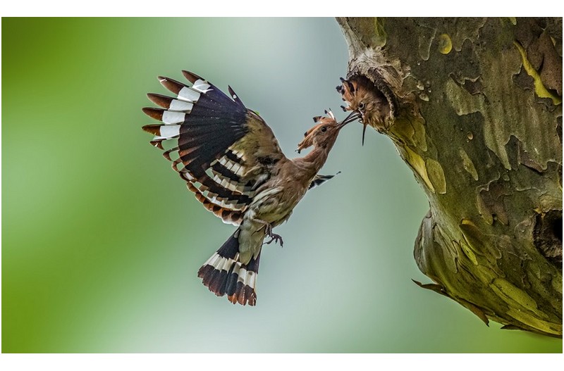 PHOTO BY  | Canon EOS-1D X Mark II  | 2024:07:06 15:53:33  | ISO-3200 | 1/3200 sec | f 4 | 600 mm | EV=0 | ● WIDTH:1200 pixels  HEIGHT:720 pixels