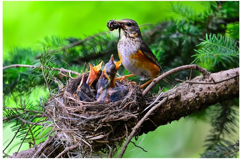 PHOTO BY ChoiJunqSeop  | Canon EOS-1D X Mark II  | 2024:06:27 16:14:12  | ISO-100 | 1/100 sec | f 7.1 | 300 mm | EV=-0.7 | ● WIDTH:1800 pixels  HEIGHT:1200 pixels