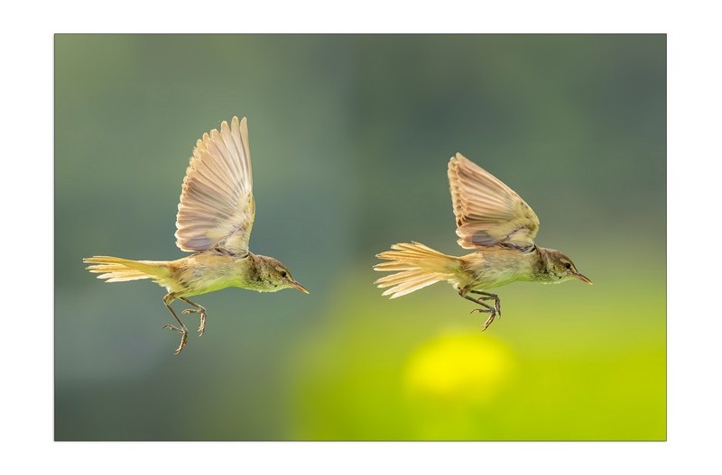 PHOTO BY  | Canon EOS R5  | 2024:07:06 08:55:39  | ISO-2000 | 1/4000 sec | f 9 | 800 mm | EV=-0.7 | ● WIDTH:2200 pixels  HEIGHT:1534 pixels