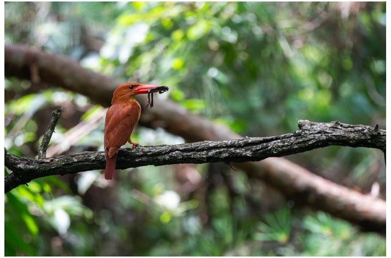 PHOTO BY  | NIKON D500  | 2024:07:03 11:35:22  | ISO-2800 | 1/1600 sec | f 5.6 | 500 mm | EV=-0.3 | ● WIDTH:  HEIGHT:
