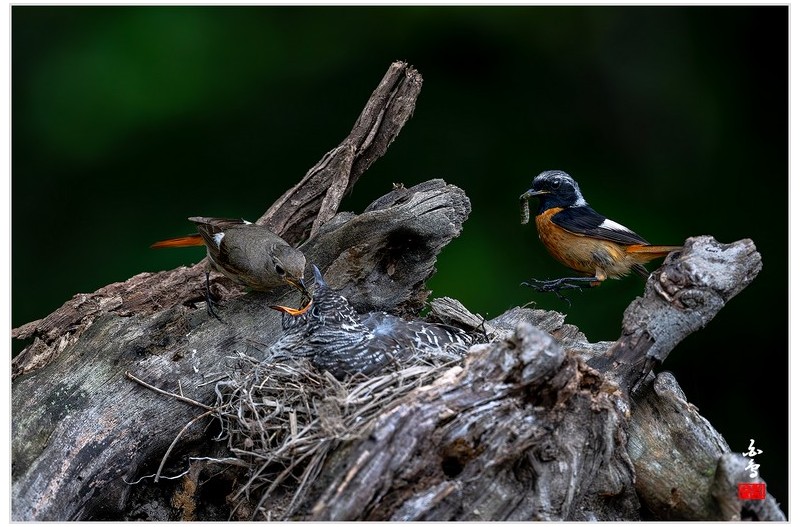 PHOTO BY  | NIKON Z 9  | 2024:07:03 11:30:21  | ISO-2500 | 1/6400 sec | f 5 | 600 mm | EV=-1 | ● WIDTH:1700 pixels  HEIGHT:1133 pixels