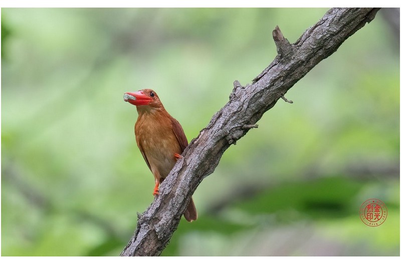 PHOTO BY KKY_CWANG_YEOL  | NIKON Z 8  | 2024:07:07 09:18:16  | ISO-8000 | 1/500 sec | f 5.6 | 400 mm | EV=0.7 | ● WIDTH:1700 pixels  HEIGHT:1062 pixels