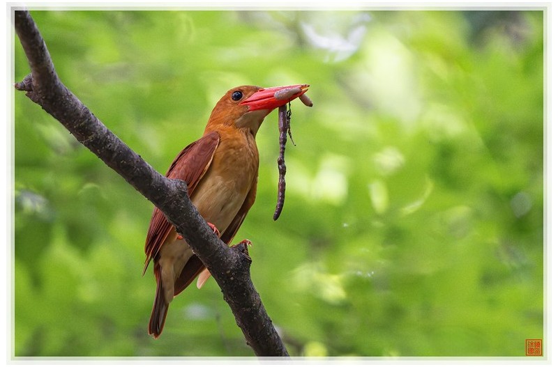 PHOTO BY  | NIKON Z 9  | 2024:07:08 09:16:10  | ISO-9000 | 1/250 sec | f 5.6 | 840 mm | EV=0.7 | ● WIDTH:1500 pixels  HEIGHT:1000 pixels