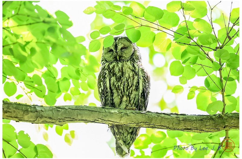 PHOTO BY  | Canon EOS R3  | 2024:06:19 09:50:25  | ISO-4000 | 1/1250 sec | f 4 | 600 mm | EV=-0.7 | ● WIDTH:2090 pixels  HEIGHT:1391 pixels