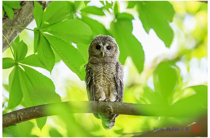 PHOTO BY  | Canon EOS R3  | 2024:06:19 09:55:01  | ISO-2000 | 1/1250 sec | f 4 | 600 mm | EV=-0.7 | ● WIDTH:2500 pixels  HEIGHT:1665 pixels
