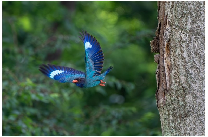 PHOTO BY  | NIKON D500  | 2024:07:05 10:34:54  | ISO-1600 | 1/1600 sec | f 5.6 | 500 mm | EV=-0.3 | ● WIDTH:  HEIGHT: