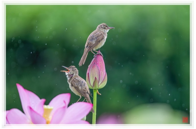 PHOTO BY  | NIKON Z 9  | 2024:07:09 11:22:01  | ISO-900 | 1/1250 sec | f 5.6 | 840 mm | EV=-0.3 | ● WIDTH:1500 pixels  HEIGHT:996 pixels
