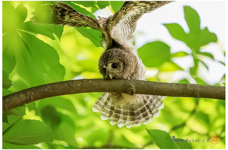 PHOTO BY  | Canon EOS R3  | 2024:06:19 10:16:56  | ISO-2500 | 1/2500 sec | f 4 | 600 mm | EV=-0.7 | ● WIDTH:2488 pixels  HEIGHT:1655 pixels