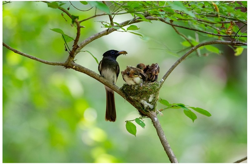 PHOTO BY KDS  | NIKON D3S  | 2014:07:01 13:30:01  | ISO-1600 | 1/160 sec | f 4 | 500 mm | EV=-0.3 | ● WIDTH:  HEIGHT: