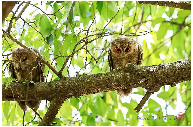PHOTO BY  | Canon EOS R3  | 2024:06:19 11:20:57  | ISO-4000 | 1/2000 sec | f 4 | 600 mm | EV=-0.7 | ● WIDTH:1968 pixels  HEIGHT:1310 pixels