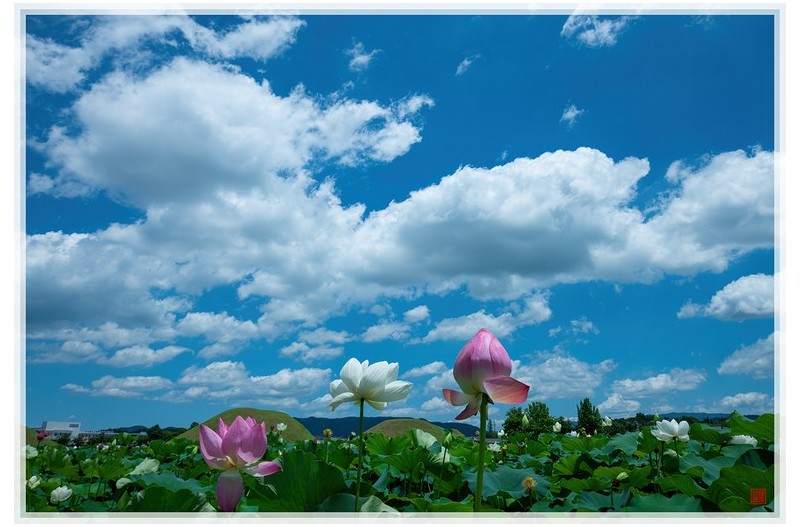 PHOTO BY  | NIKON D850  | 2024:07:05 12:10:56  | ISO-100 | 1/200 sec | f 14 | 24 mm | EV=0.7 | ● WIDTH:1500 pixels  HEIGHT:1012 pixels