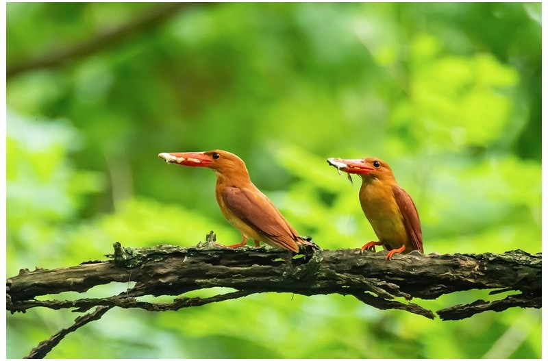 PHOTO BY  | NIKON D5  | 2024:07:11 11:10:18  | ISO-6400 | 1/2000 sec | f 4 | 600 mm | EV=0.3 | ● WIDTH:1200 pixels  HEIGHT:800 pixels