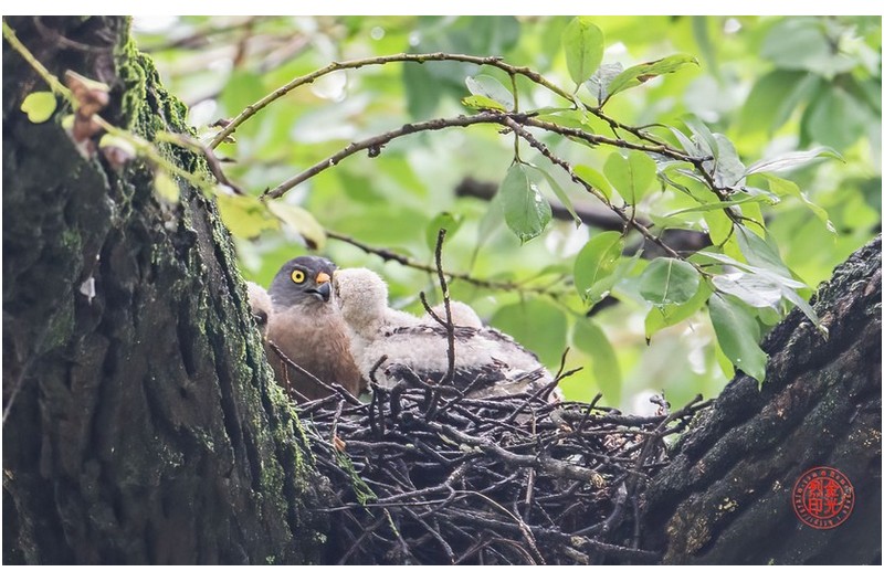 PHOTO BY KKY_CWANG_YEOL  | NIKON Z 8  | 2024:07:11 08:46:52  | ISO-1600 | 1/250 sec | f 6.3 | 600 mm | EV=0 | ● WIDTH:1700 pixels  HEIGHT:1063 pixels