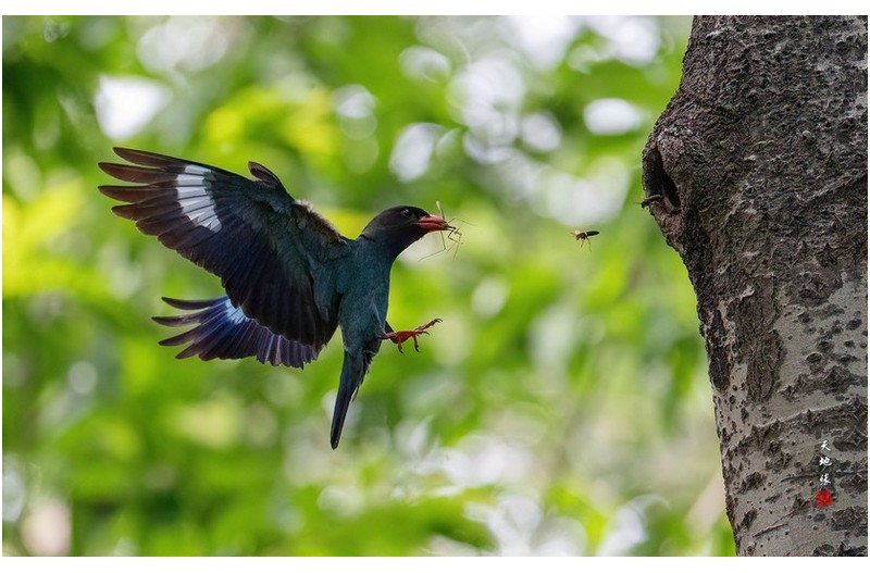 PHOTO BY KKY_CWANG_YEOL  | NIKON Z 8  | 2024:07:11 14:09:22  | ISO-8000 | 1/6400 sec | f 6.3 | 600 mm | EV=0.7 | ● WIDTH:1700 pixels  HEIGHT:1063 pixels