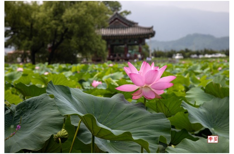 PHOTO BY changickheun  | Canon EOS-1D X Mark III  | 2024:07:13 10:30:41  | ISO-100 | 1/400 sec | f 7.1 | 85 mm | EV=0 | ● WIDTH:1800 pixels  HEIGHT:1220 pixels