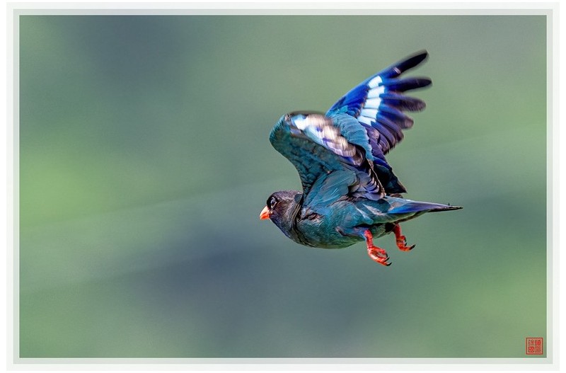 PHOTO BY  | NIKON Z 9  | 2024:07:13 10:55:08  | ISO-1100 | 1/2000 sec | f 5.6 | 600 mm | EV=0.7 | ● WIDTH:1500 pixels  HEIGHT:999 pixels