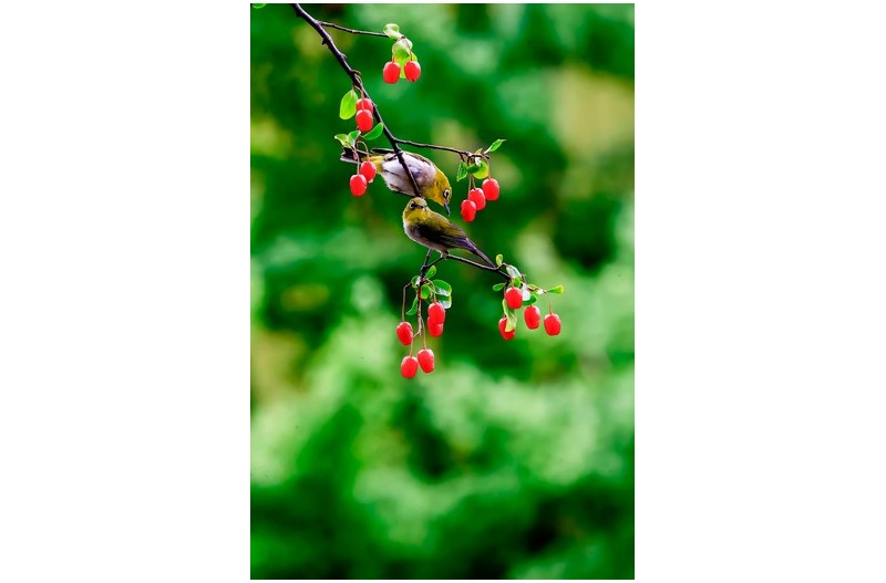 PHOTO BY ChoiJunqSeop  | Canon EOS-1D X Mark II  | 2024:07:09 14:46:29  | ISO-800 | 1/800 sec | f 6.3 | 300 mm | EV=0 | ● WIDTH:1200 pixels  HEIGHT:1800 pixels