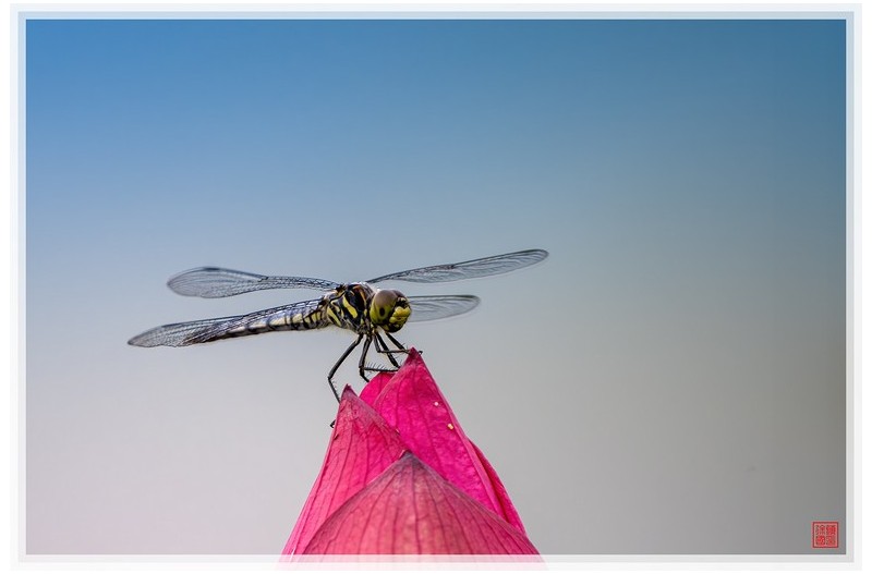 PHOTO BY  | NIKON Z 9  | 2024:07:09 13:11:50  | ISO-720 | 1/1600 sec | f 5.6 | 840 mm | EV=0 | ● WIDTH:1500 pixels  HEIGHT:999 pixels