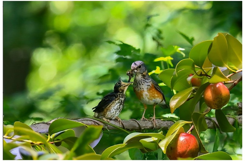 PHOTO BY ChoiJunqSeop  | Canon EOS-1D X Mark II  | 2024:07:09 14:46:06  | ISO-800 | 1/800 sec | f 6.3 | 300 mm | EV=0 | ● WIDTH:1800 pixels  HEIGHT:1200 pixels