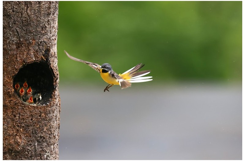 PHOTO BY ChoiJunqSeop  | Canon EOS-1D X Mark II  | 2024:07:09 14:46:09  | ISO-800 | 1/800 sec | f 6.3 | 300 mm | EV=0 | ● WIDTH:1800 pixels  HEIGHT:1200 pixels