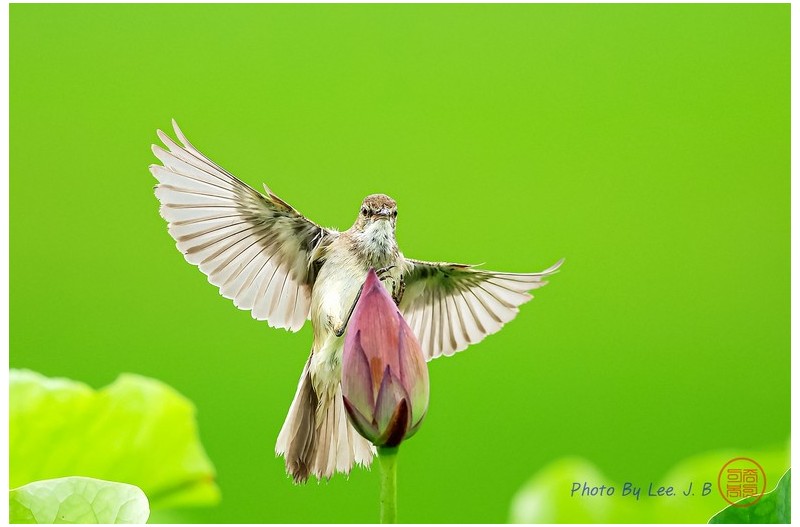 PHOTO BY  | Canon EOS R3  | 2024:06:23 14:18:23  | ISO-1600 | 1/4000 sec | f 5.6 | 840 mm | EV=0 | ● WIDTH:2891 pixels  HEIGHT:1926 pixels