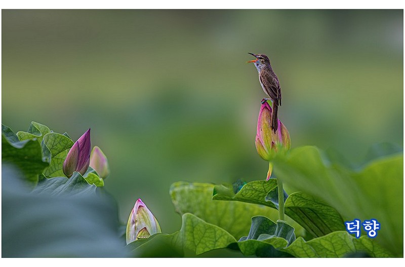 PHOTO BY SSJU  | Canon EOS 5D Mark IV  | 2024:07:13 15:23:19  | ISO-100 | 1/40 sec | f 13 | 400 mm | EV=0 | ● WIDTH:1024 pixels  HEIGHT:634 pixels