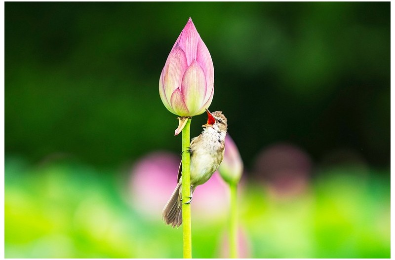 PHOTO BY KWON BYUNG JIN  | NIKON Z 8  | 2024:07:02 11:10:26  | ISO-640 | 1/400 sec | f 6.3 | 600 mm | EV=0 | ● WIDTH:1500 pixels  HEIGHT:1000 pixels