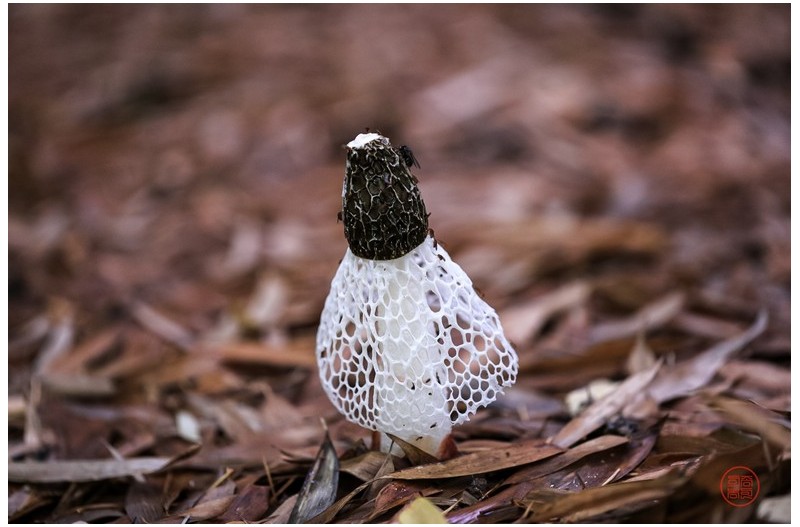 PHOTO BY  | Canon EOS 5D Mark IV  | 2024:06:24 08:31:42  | ISO-1600 | 1/13 sec | f 2.8 | 100 mm | EV=1 | ● WIDTH:2220 pixels  HEIGHT:1478 pixels