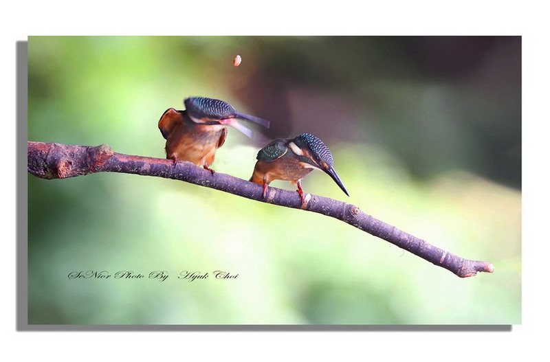 PHOTO BY  | Canon EOS R6  | 2024:07:13 11:03:31  | ISO-2500 | 1/1000 sec | f 6.3 | 450 mm | EV=0 | ● WIDTH:1700 pixels  HEIGHT:1050 pixels