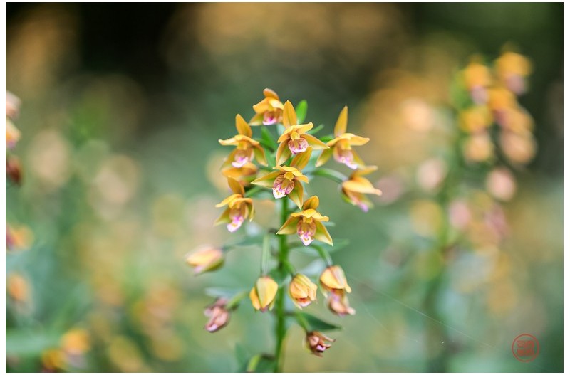PHOTO BY  | Canon EOS 5D Mark IV  | 2024:06:24 10:45:54  | ISO-400 | 1/640 sec | f 2.8 | 100 mm | EV=1 | ● WIDTH:2299 pixels  HEIGHT:1530 pixels
