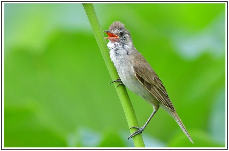 PHOTO BY                                       | NIKON D500  | 2024:07:07 09:07:42  | ISO-640 | 1/800 sec | f 5.6 | 500 mm | EV=0.5 | ● WIDTH:5568 pixels  HEIGHT:3712 pixels