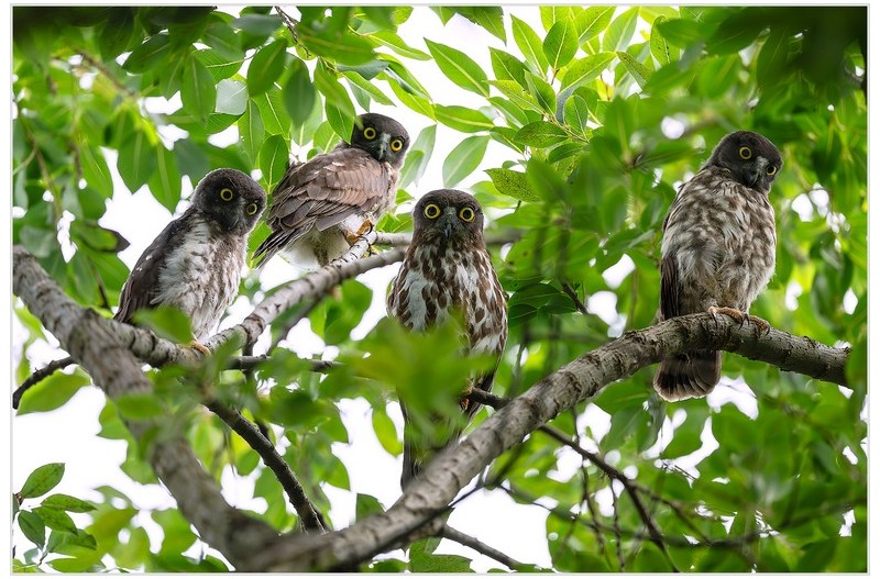 PHOTO BY  | NIKON Z 9  | 2024:07:18 08:54:00  | ISO-1600 | 1/1600 sec | f 8 | 600 mm | EV=0.7 | ● WIDTH:1700 pixels  HEIGHT:1133 pixels