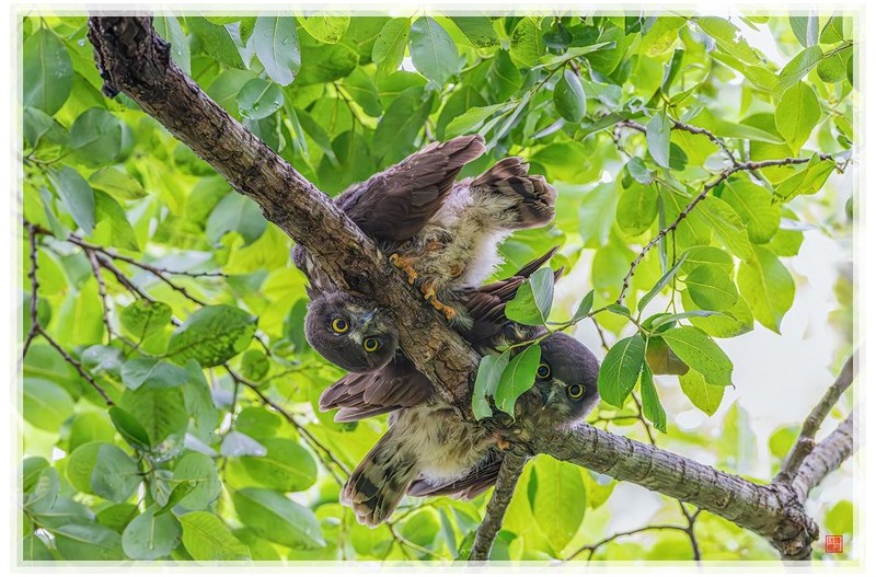 PHOTO BY  | NIKON Z 9  | 2024:07:19 10:20:31  | ISO-16000 | 1/500 sec | f 7.1 | 600 mm | EV=1 | ● WIDTH:1500 pixels  HEIGHT:1000 pixels