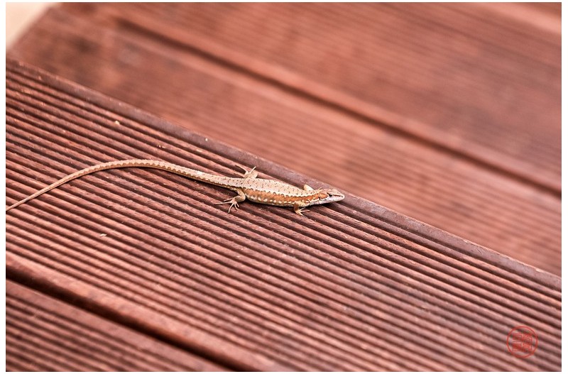 PHOTO BY  | Canon EOS 5D Mark IV  | 2024:06:25 15:47:42  | ISO-1000 | 1/640 sec | f 4.5 | 175 mm | EV=0 | ● WIDTH:1954 pixels  HEIGHT:1301 pixels