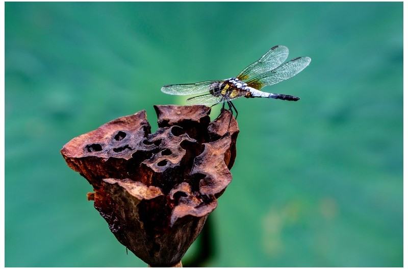PHOTO BY KWON BYUNG JIN  | NIKON Z 8  | 2024:07:19 10:49:42  | ISO-100 | 1/40 sec | f 11 | 600 mm | EV=0 | ● WIDTH:1500 pixels  HEIGHT:1000 pixels