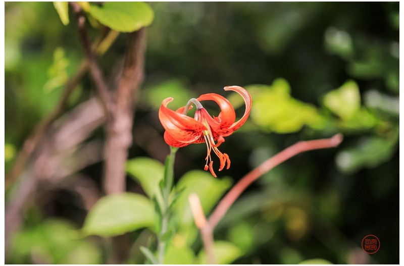 PHOTO BY  | Canon EOS 5D Mark IV  | 2024:06:25 16:19:14  | ISO-400 | 1/3200 sec | f 3.2 | 100 mm | EV=0 | ● WIDTH:2323 pixels  HEIGHT:1547 pixels