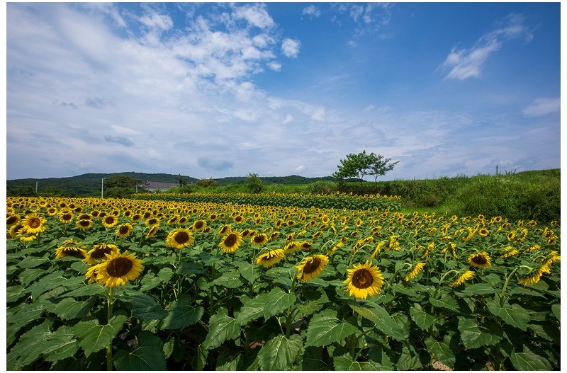 PHOTO BY  | Canon EOS 5D Mark IV  | 2024:07:20 10:48:56  | ISO-250 | 1/1000 sec | f 9 | 18 mm | EV=0 | ● WIDTH:1500 pixels  HEIGHT:1000 pixels