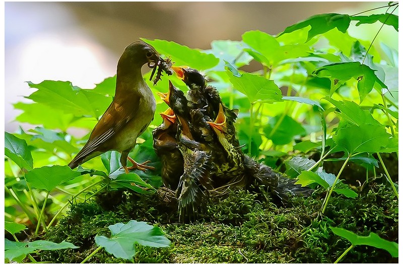 PHOTO BY ChoiJunqSeop  | Canon EOS-1D X Mark II  | 2024:07:09 14:46:14  | ISO-800 | 1/800 sec | f 6.3 | 300 mm | EV=0 | ● WIDTH:1800 pixels  HEIGHT:1200 pixels