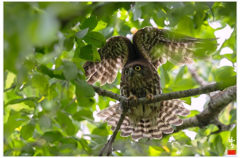 PHOTO BY  | NIKON Z 9  | 2024:07:19 11:01:07  | ISO-3200 | 1/3200 sec | f 4 | 600 mm | EV=0.3 | ● WIDTH:1700 pixels  HEIGHT:1133 pixels