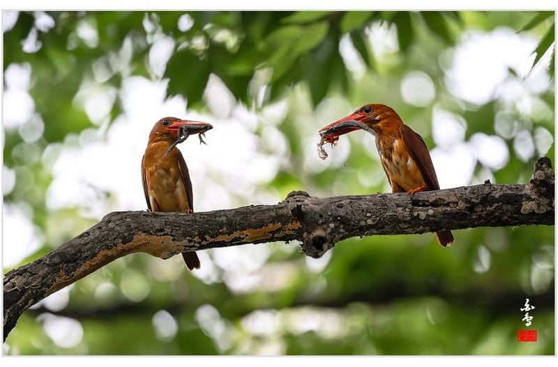 PHOTO BY  | NIKON Z 9  | 2024:07:22 14:51:56  | ISO-3200 | 1/5000 sec | f 4 | 600 mm | EV=0.7 | ● WIDTH:1700 pixels  HEIGHT:1067 pixels