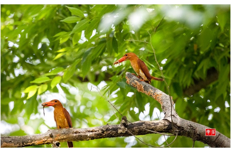 PHOTO BY changickheun  | Canon EOS-1D X Mark III  | 2024:07:22 10:55:52  | ISO-6400 | 1/2500 sec | f 5 | 600 mm | EV=0 | ● WIDTH:1800 pixels  HEIGHT:1124 pixels