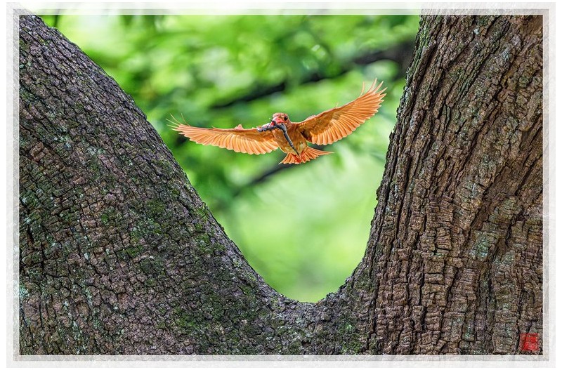 PHOTO BY  | NIKON Z 9  | 2024:07:23 13:51:14  | ISO-18000 | 1/2500 sec | f 4 | 600 mm | EV=0.7 | ● WIDTH:1500 pixels  HEIGHT:999 pixels