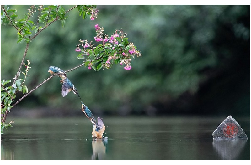 PHOTO BY KKY_CWANG_YEOL  | NIKON Z 8  | 2024:07:23 10:27:33  | ISO-8000 | 1/3200 sec | f 6.3 | 400 mm | EV=-0.3 | ● WIDTH:1700 pixels  HEIGHT:1062 pixels