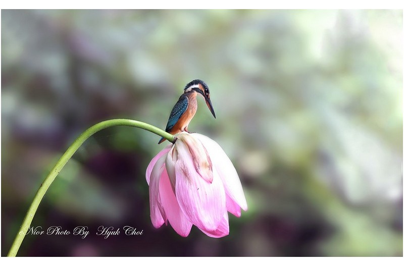 PHOTO BY  | Canon EOS R6  | 2024:07:23 11:00:06  | ISO-1000 | 1/320 sec | f 6.3 | 329 mm | EV=0 | ● WIDTH:1700 pixels  HEIGHT:1050 pixels