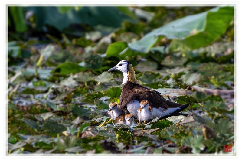 PHOTO BY  | NIKON Z 9  | 2024:07:26 08:19:39  | ISO-1000 | 1/2000 sec | f 7.1 | 840 mm | EV=-0.7 | ● WIDTH:1500 pixels  HEIGHT:999 pixels