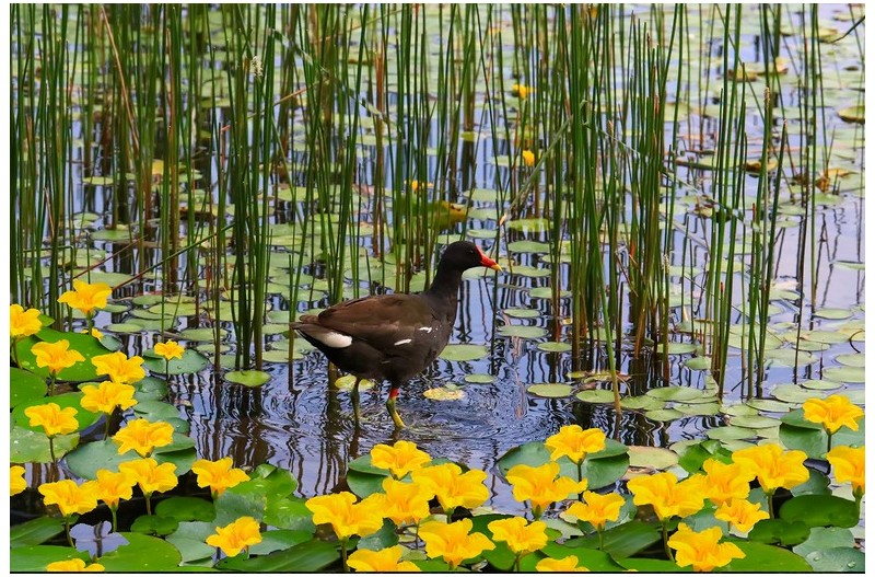 PHOTO BY ChoiJunqSeop  | Canon EOS-1D X Mark II  | 2024:07:21 08:45:46  | ISO-800 | 1/800 sec | f 6.3 | 150 mm | EV=0 | ● WIDTH:1800 pixels  HEIGHT:1200 pixels